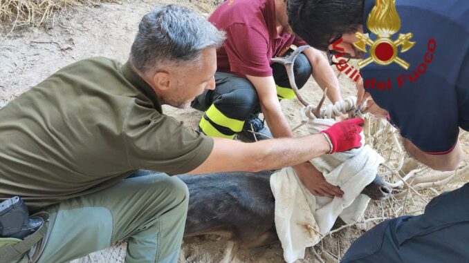 daino soccorso Garessio Daino impigliato vicino a una falesia: intervengono i Pompieri