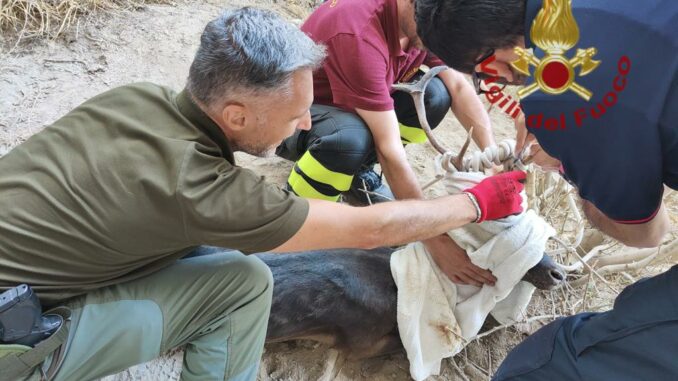 Daino impigliato vicino a una falesia: intervengono i Pompieri