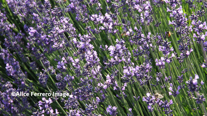 Alzheimer: lavanda benefica in 8 Rsa Orpea in Piemonte