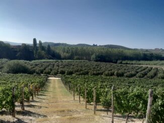 La raccolta delle nocciole ha aperto l'anno alla scuola agraria di Grinzane Cavour