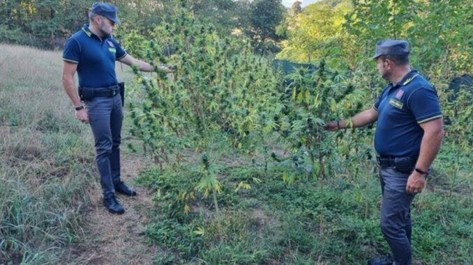 Scoperta e sequestrata, dai finanzieri, una piantagione di cannabis