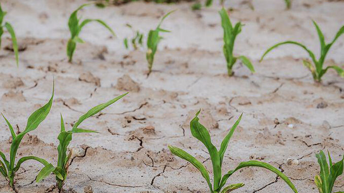 Alba: le aziende agricole danneggiate dalla siccità possono presentare domanda di contributo