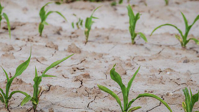 siccità - coltivazioni Alba: le aziende agricole danneggiate dalla siccità possono presentare domanda di contributo