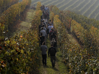 Di sörì in sörì, 22ª edizione: la passeggiata enogastronomica tra le colline di Diano d’Alba