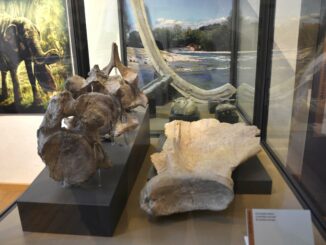 Visite guidate gratuite al Museo civico “F. Eusebio” e alle aree archeologiche del centro di Alba