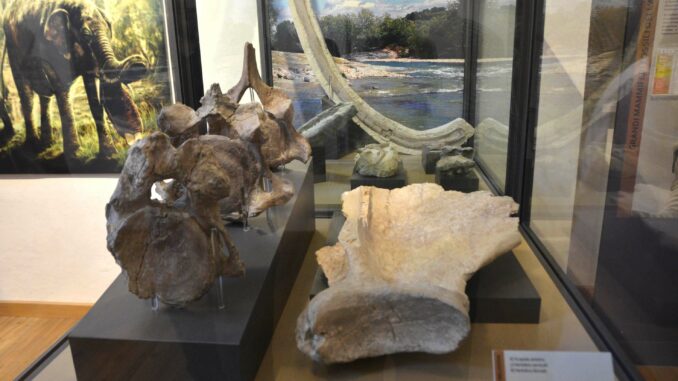 MuseoEusebio Visite guidate gratuite al Museo civico “F. Eusebio” e alle aree archeologiche del centro di Alba