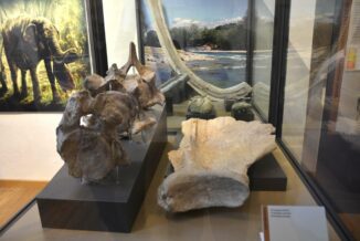 Domenica 6 visite gratuite al museo Eusebio e alle aree archeologiche