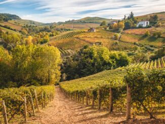 Consorzio dell’Asti docg:  vendemmia inaspettata, tra uva di qualità dall’eccellente aromaticità e i festeggiamenti del 90esimo anniversario 2