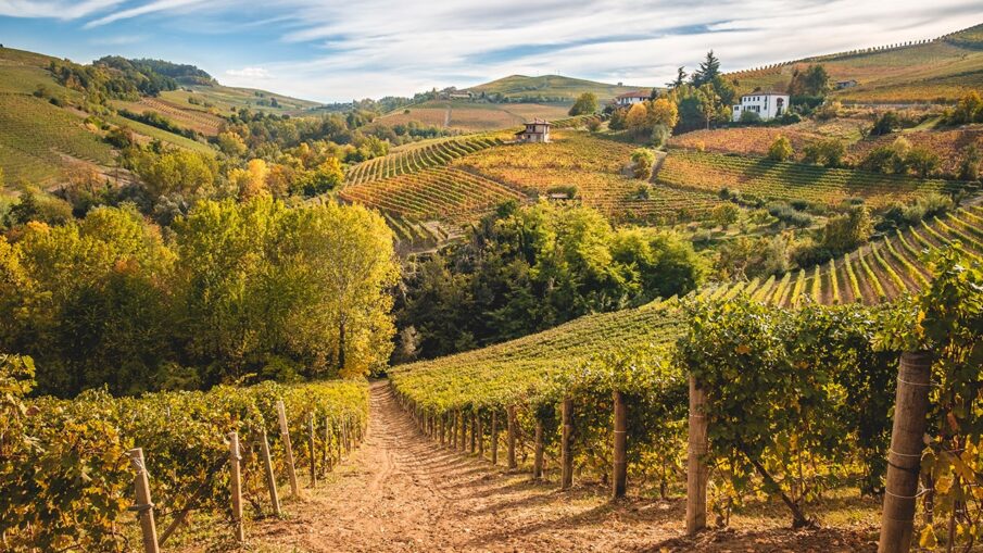 Consorzio dell’Asti docg: vendemmia inaspettata, tra uva di qualità dall’eccellente aromaticità e i festeggiamenti del 90esimo anniversario 2