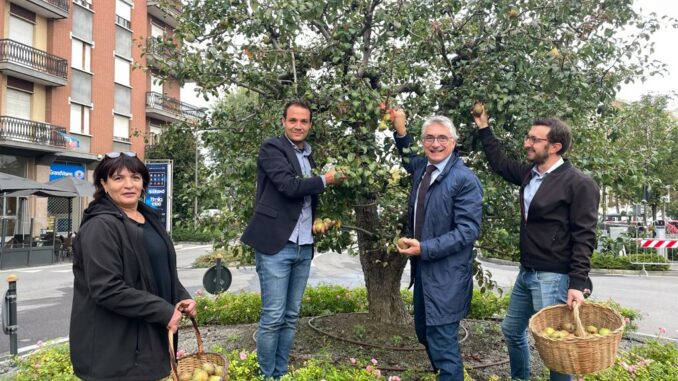 Alba: raccolta simbolica di pera Madernassa sull’albero di piazza Garibaldi