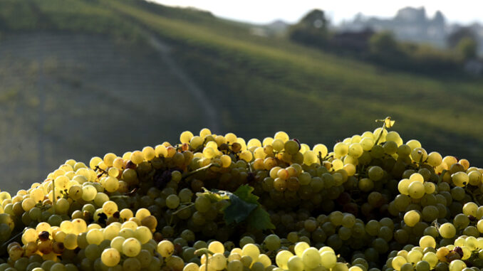 Consorzio dell’Asti docg:  vendemmia inaspettata, tra uva di qualità dall’eccellente aromaticità e i festeggiamenti del 90esimo anniversario