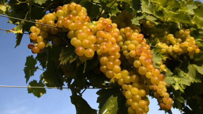 Uva Moscato