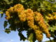 Uva Moscato