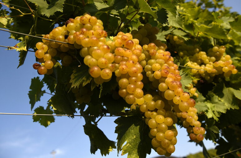 Consorzio dell’Asti docg: vendemmia inaspettata, tra uva di qualità dall’eccellente aromaticità e i festeggiamenti del 90esimo anniversario 1