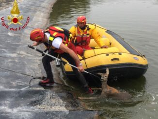 Mombarone d'Asti: capriolo scivola in un laghetto, lo salvano i Vigili del fuoco