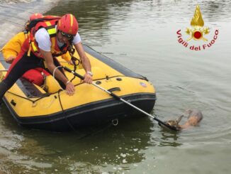 Mombarone d'Asti: capriolo scivola in un laghetto, lo salvano i Vigili del fuoco 1