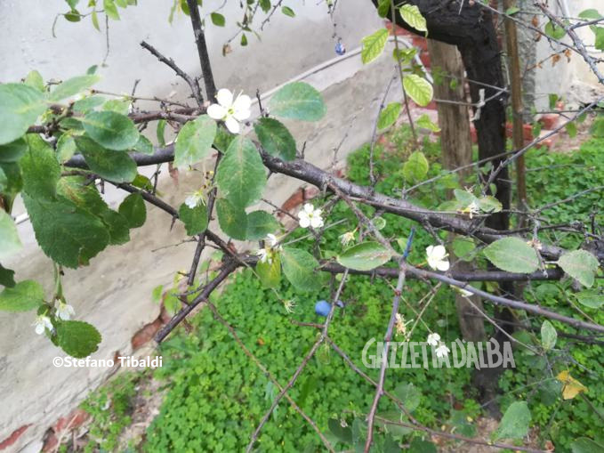 È iniziata la fioritura nel pruneto della Madonna dei Fiori