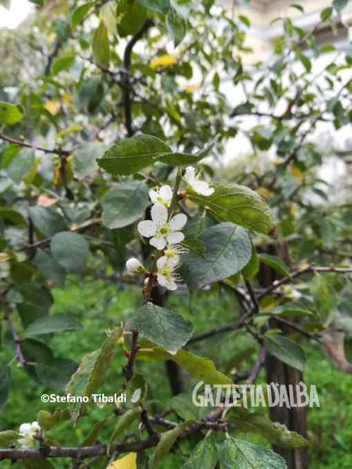 È iniziata la fioritura nel pruneto della Madonna dei Fiori 1