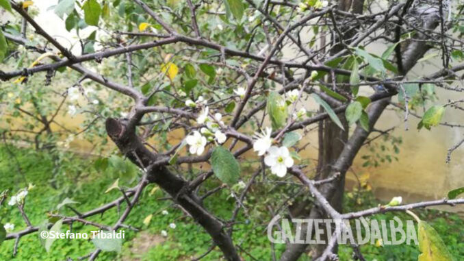 È iniziata la fioritura nel pruneto della Madonna dei Fiori 2