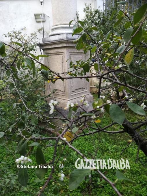 È iniziata la fioritura nel pruneto della Madonna dei Fiori 3