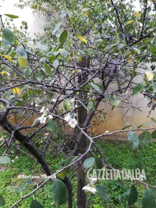 È iniziata la fioritura nel pruneto della Madonna dei Fiori 4