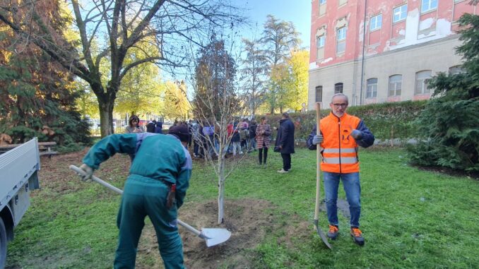 Una nuova betulla nel giardino della scuola Vida