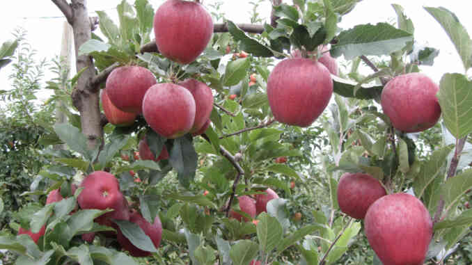 Frutticoltori in crisi, servono indennizzi e sostegni al reddito