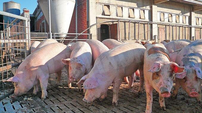 Suini Peste suina, un convegno sulla biosicurezza negli allevamenti con gli assessori regionali