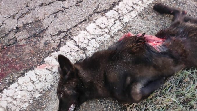 A Baldissero un lupo è stato travolto da un camion