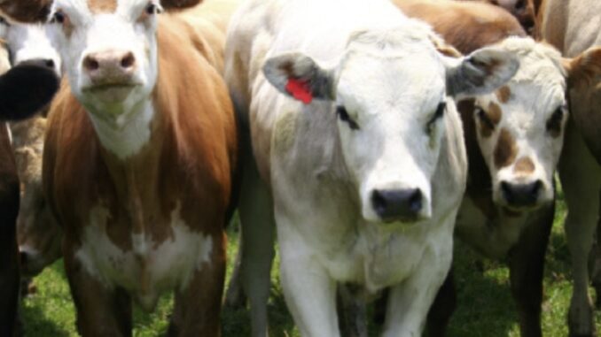 Il mercato dei bovini del MIAC spostato a martedì 27 dicembre