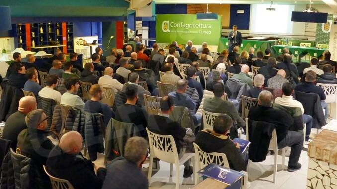 confagricoltura convegno suini Peste suina africana, un danno da 20 milioni di euro al mese