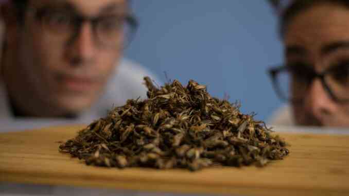 Il futuro è già servito: insetti presto in tavola