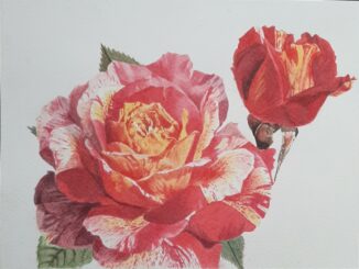 Visitabile fino al 17 gennaio la mostra “Rose e Fiori” in Biblioteca civica ad Alba 1