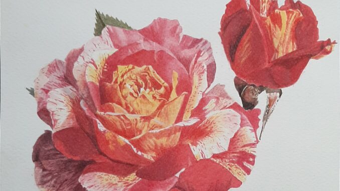 Visitabile fino al 17 gennaio la mostra “Rose e Fiori” in Biblioteca civica ad Alba 1