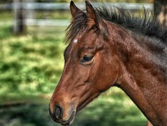 Cavallo abbandonato a San Carlo Canavese, il Comune cerca qualcuno che se ne prenda cura