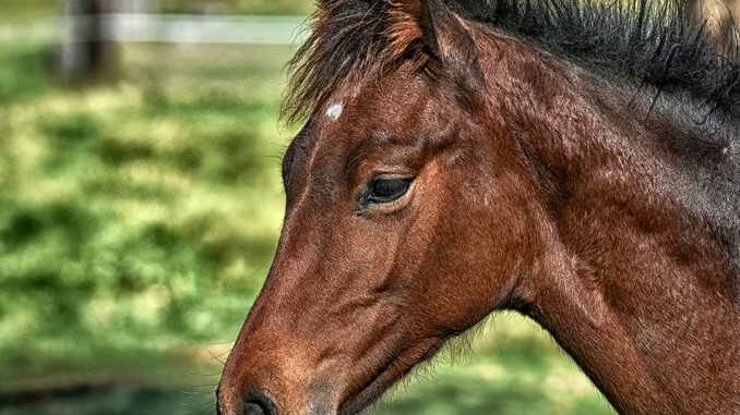 Cavallo abbandonato a San Carlo Canavese, il Comune cerca qualcuno che se ne prenda cura