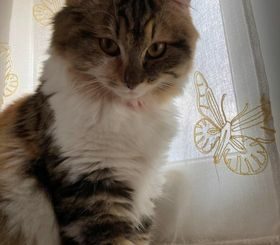 Smarrita la gattina Milù