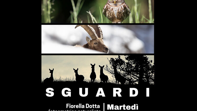 Il Gruppo Fotografico Albese ospita “Sguardi” della fotoamatrice naturalista Fiorella Dotta 2