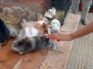 Domenica è di nuovo tempo di mercatino dei piccoli animali al MIAC