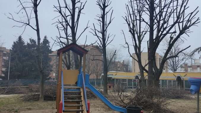 Alba: è in corso la manutenzione degli alberi cittadini