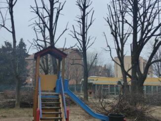 Alba: è in corso la manutenzione degli alberi cittadini