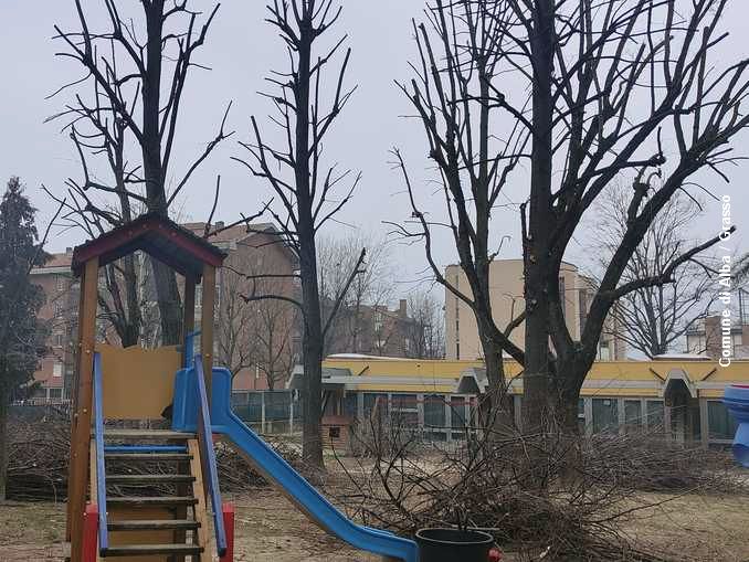 Alberi e aree verdi ad Alba: è in corso la manutenzione in tutta la città