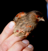 Franco Sensibile vince il Mondiale di ornitologia con canarini cobalto-bruno 1