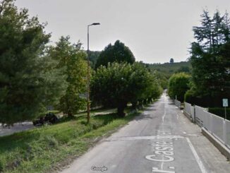 Italia nostra Alba: «I gelsi di strada Castelgherlone necessitano cure»