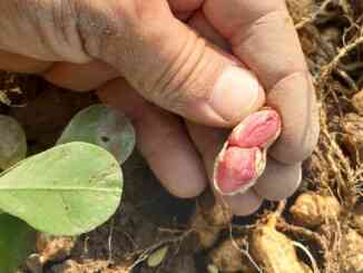 Ceresole, Luca e Marco coltivano arachidi dal 2020