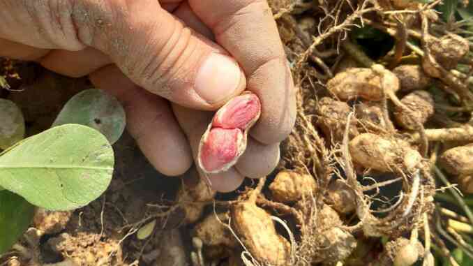 Ceresole, Luca e Marco coltivano arachidi dal 2020