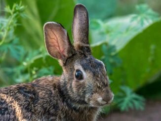 Prezzi in caduta per il coniglio: -25% in un mese