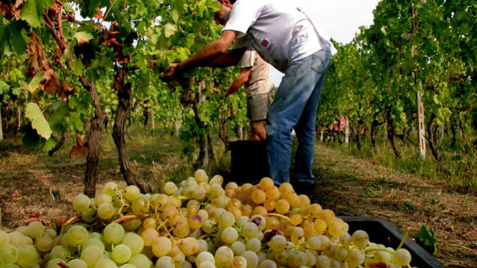 Asti spumante: 103 milioni di bottiglie commercializzate l'anno scorso, mai così bene dal 2013 1