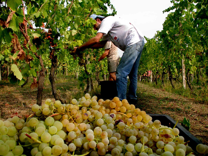 Asti spumante: 103 milioni di bottiglie commercializzate l'anno scorso, mai così bene dal 2013 1