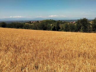 Il consorzio della Birra origine Piemonte punta all'Igp o alla Dop 1